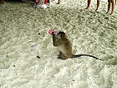 06.01.03.Monkeybeach3.jpg
