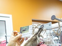 17-01-21.18-11-07  현지 사냥꾼이 잡은 여우 모피 - 18만원 정도